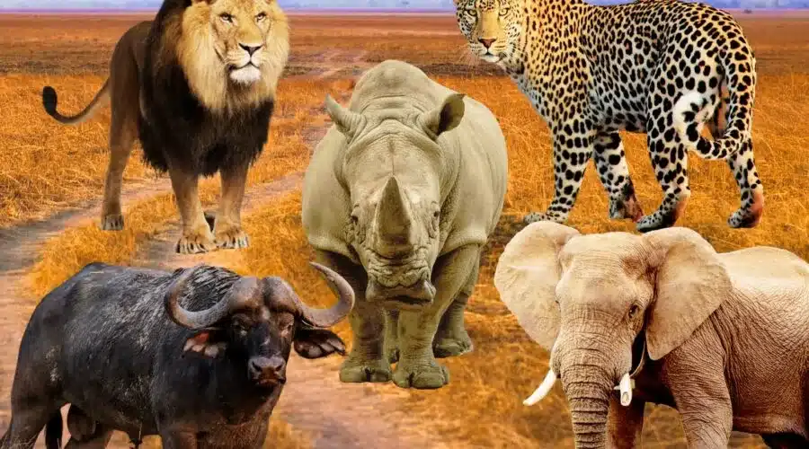 Big 5