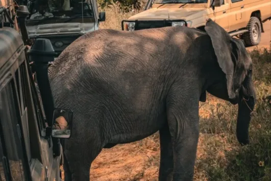 Tanzania Group Joining Safari