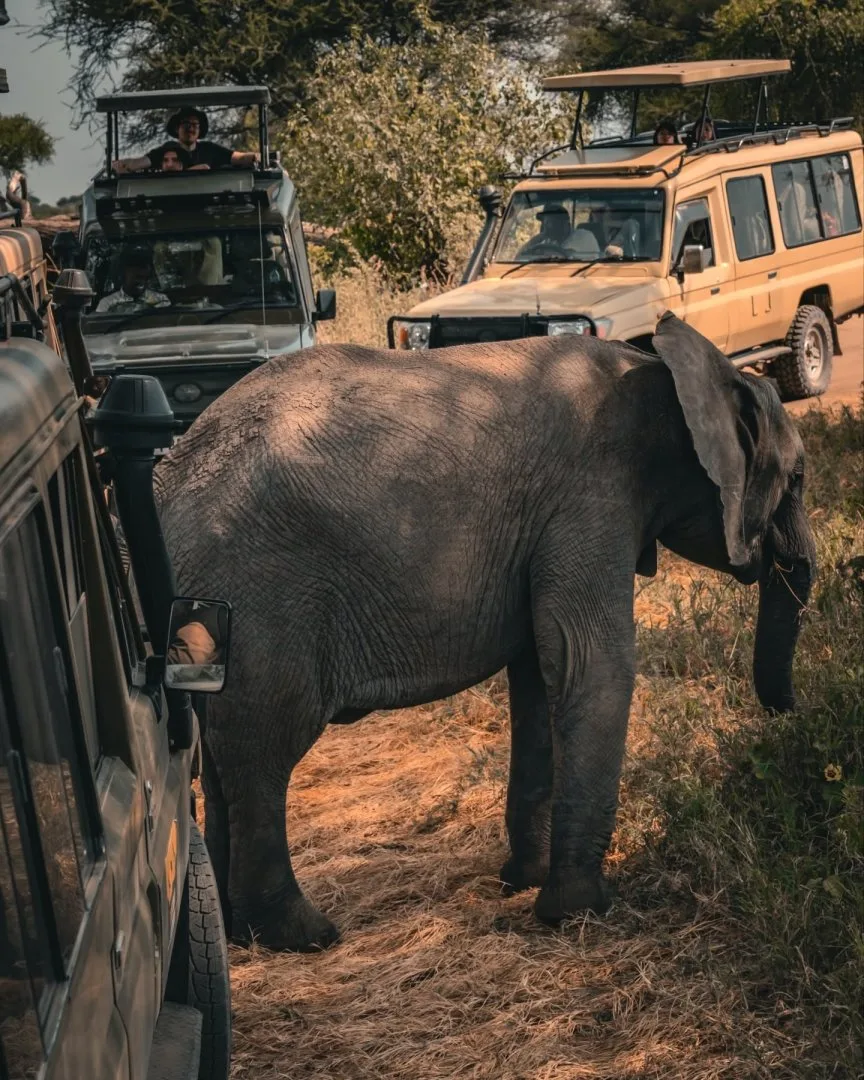 Tanzania Group Joining Safari