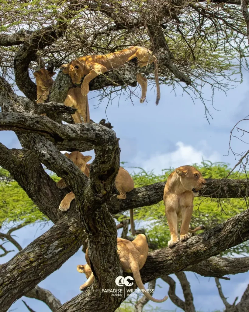 4 day tanzania safari my blog