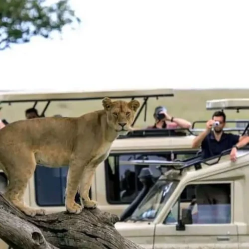 6 day tanzania big five safari my blog
