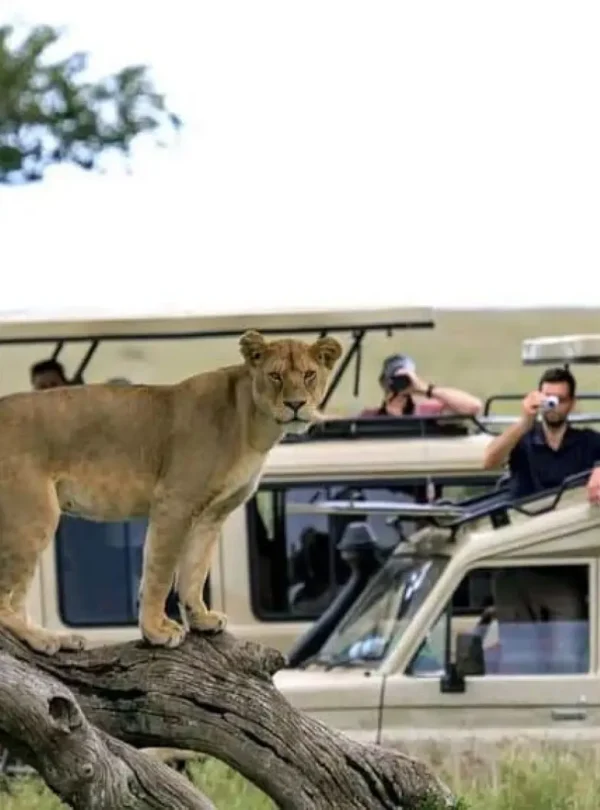 6 day tanzania big five safari my blog