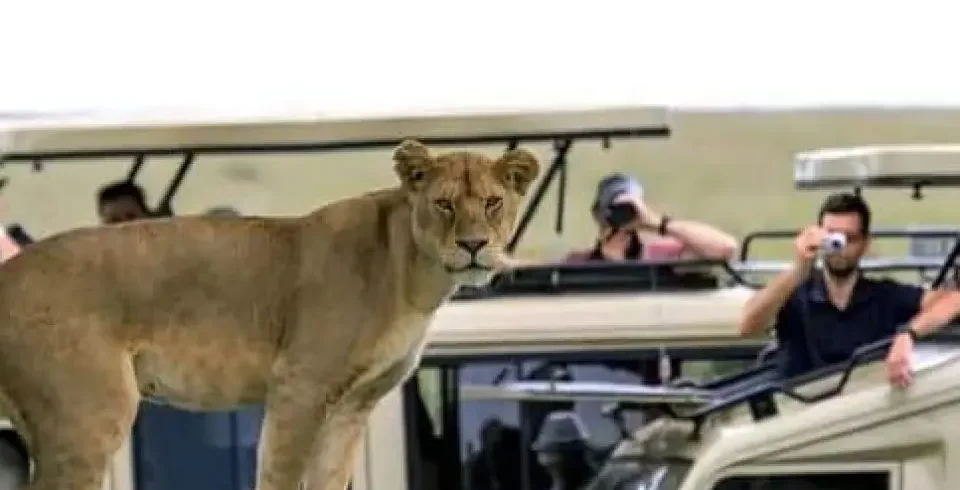 6 day tanzania big five safari my blog