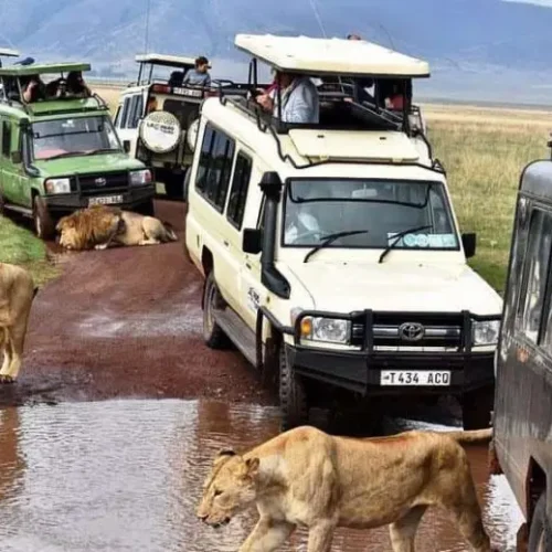 6 day tanzania big five safari my blog
