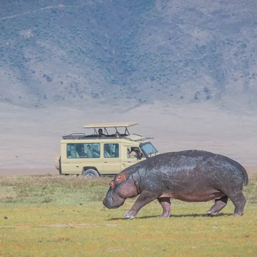 4 day tanzania safari | tarangire & ngorongoro crater my blog