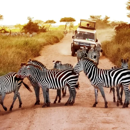 4 day tanzania safari | tarangire & ngorongoro crater my blog