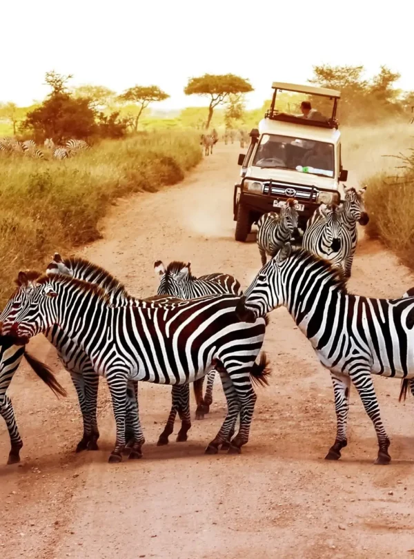 4 day tanzania safari | tarangire & ngorongoro crater my blog