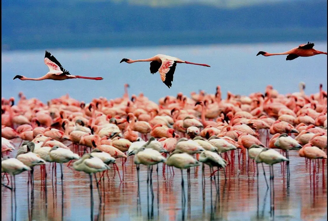 Lake Manyara National Park Wonders Lake Manyara National Park