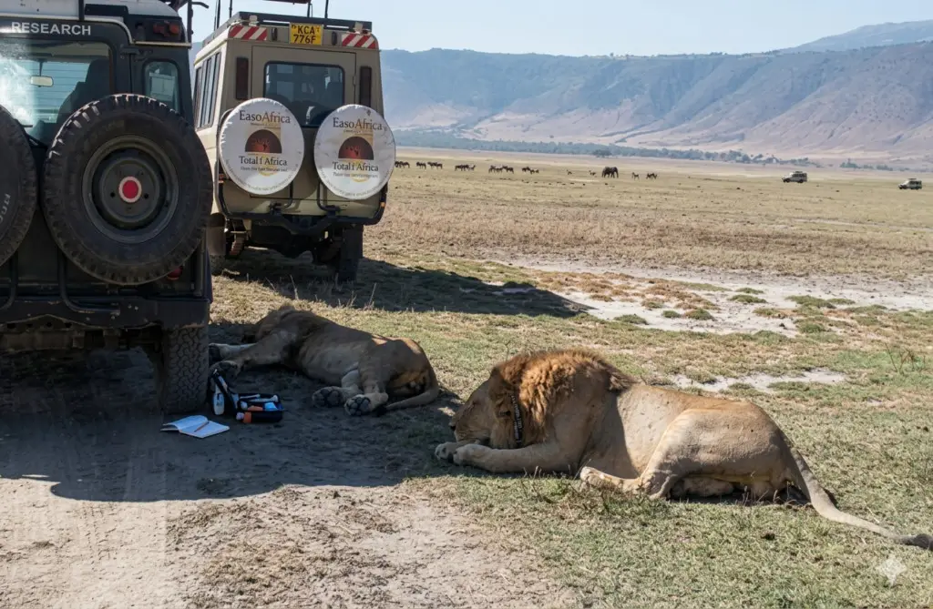Ngorongoro Crater: A Stunning 7 Wonder Ngorongoro Crater Ngorongoro Crater: A Stunning 7 Wonder Ngorongoro Crater