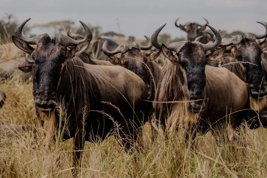 Serengeti National Park: Ultimate Safari Guide Serengeti National Park