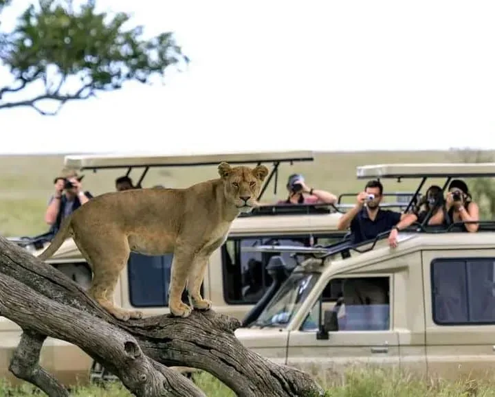 Safari in Africa