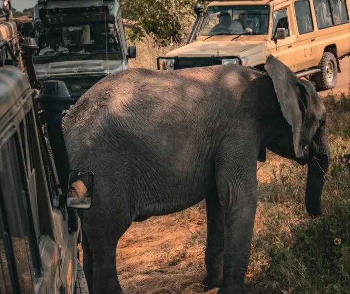 Tanzania Group Joining Safari