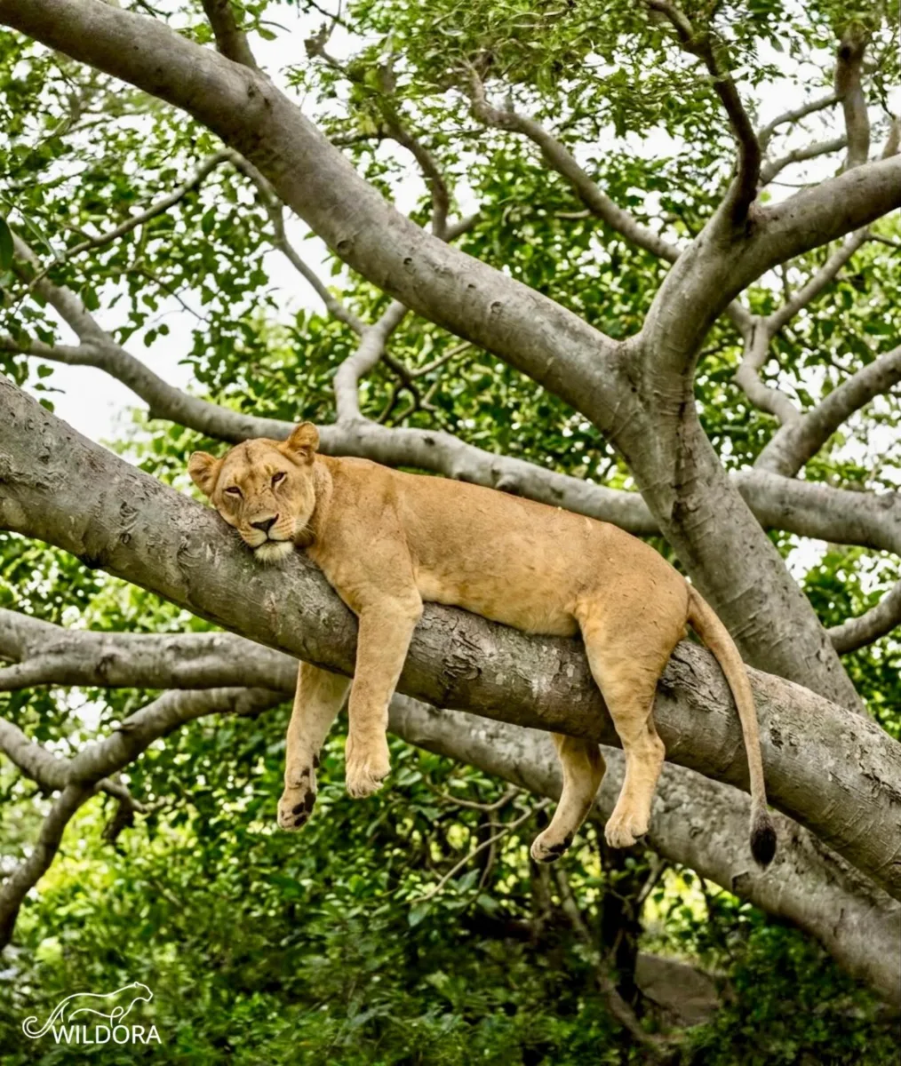 Lake Manyara National