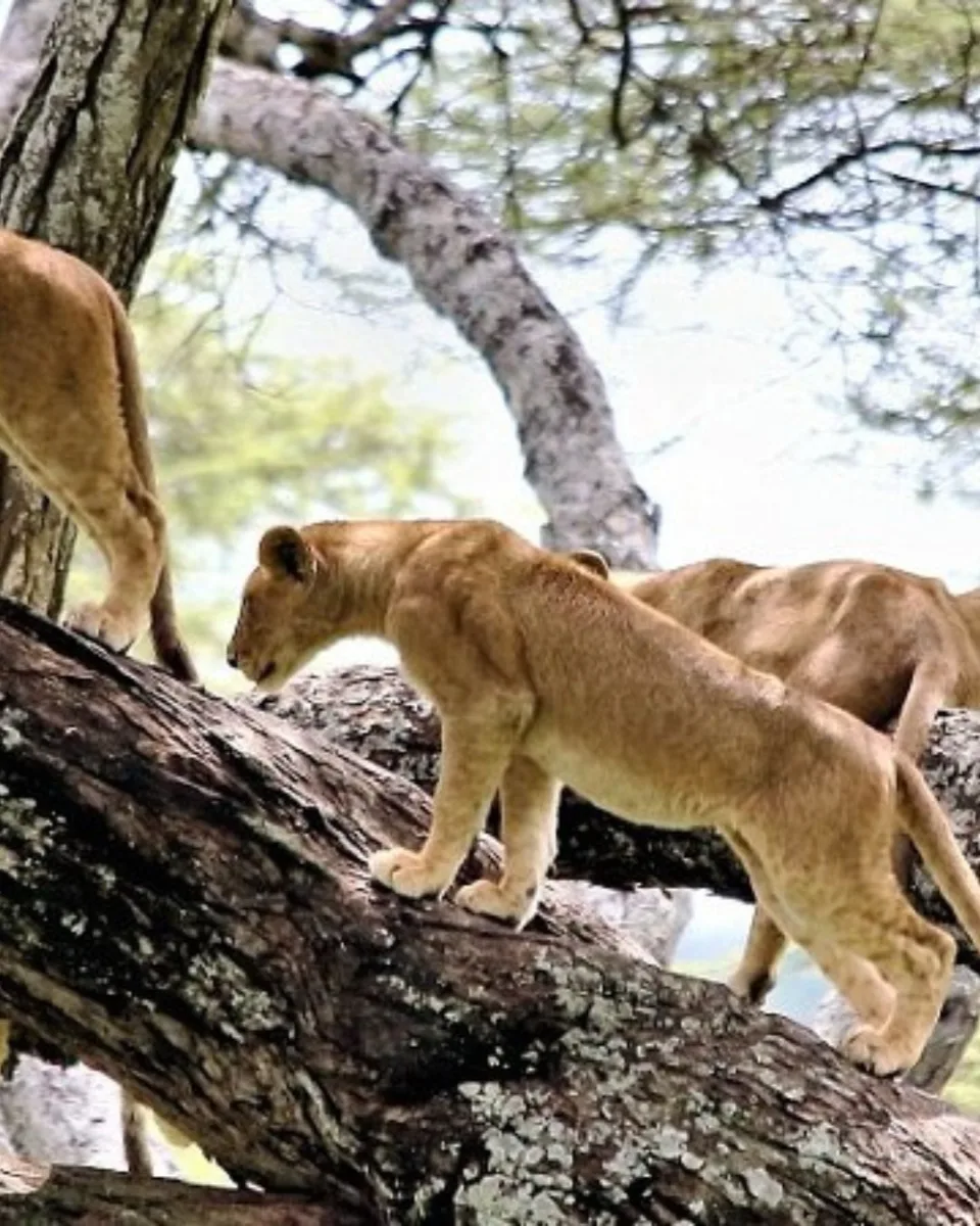 Lake Manyara National