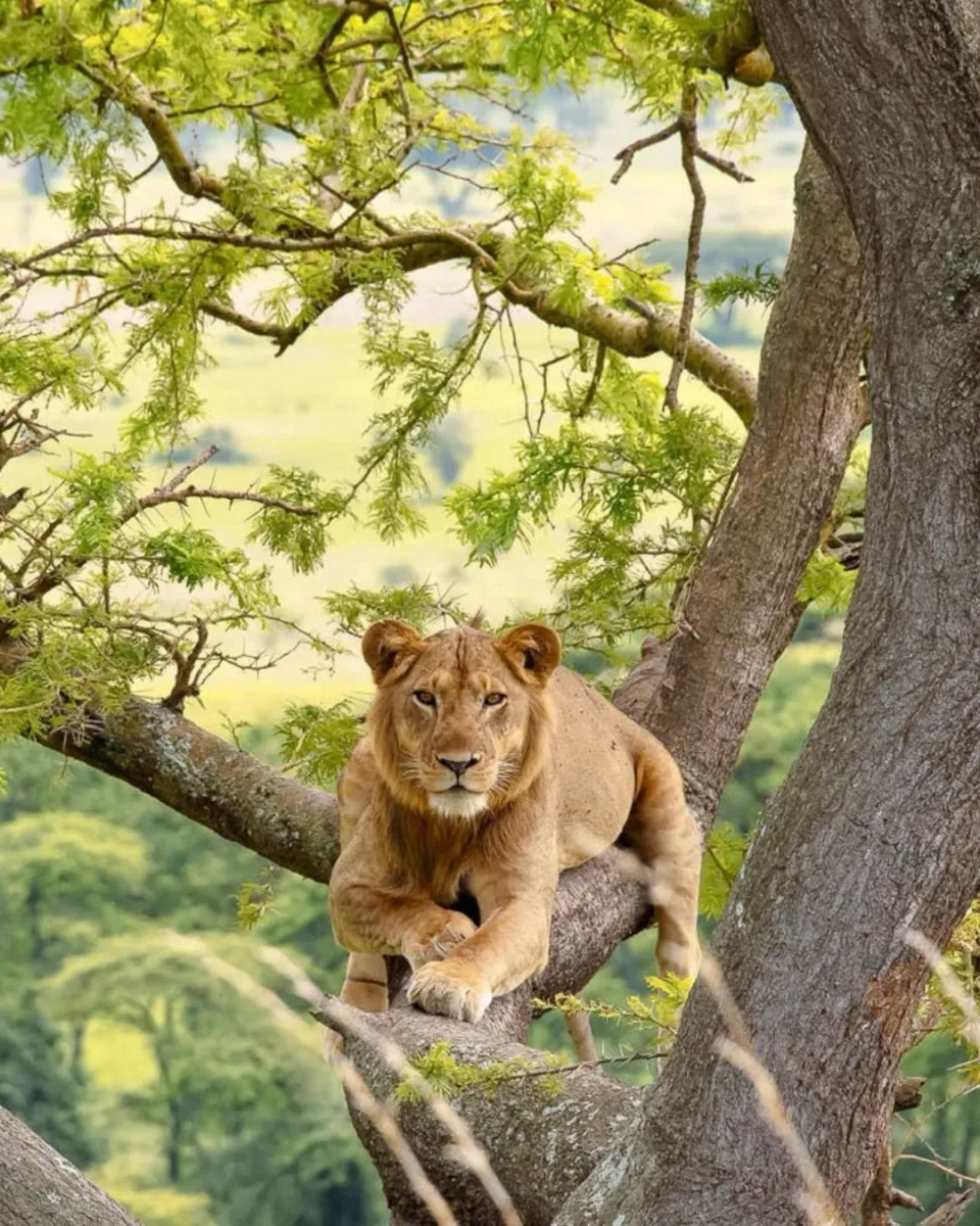 Lake Manyara National