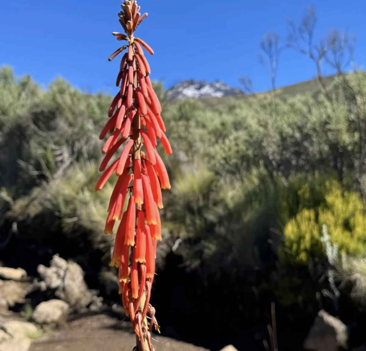Marangu Route Itinerary