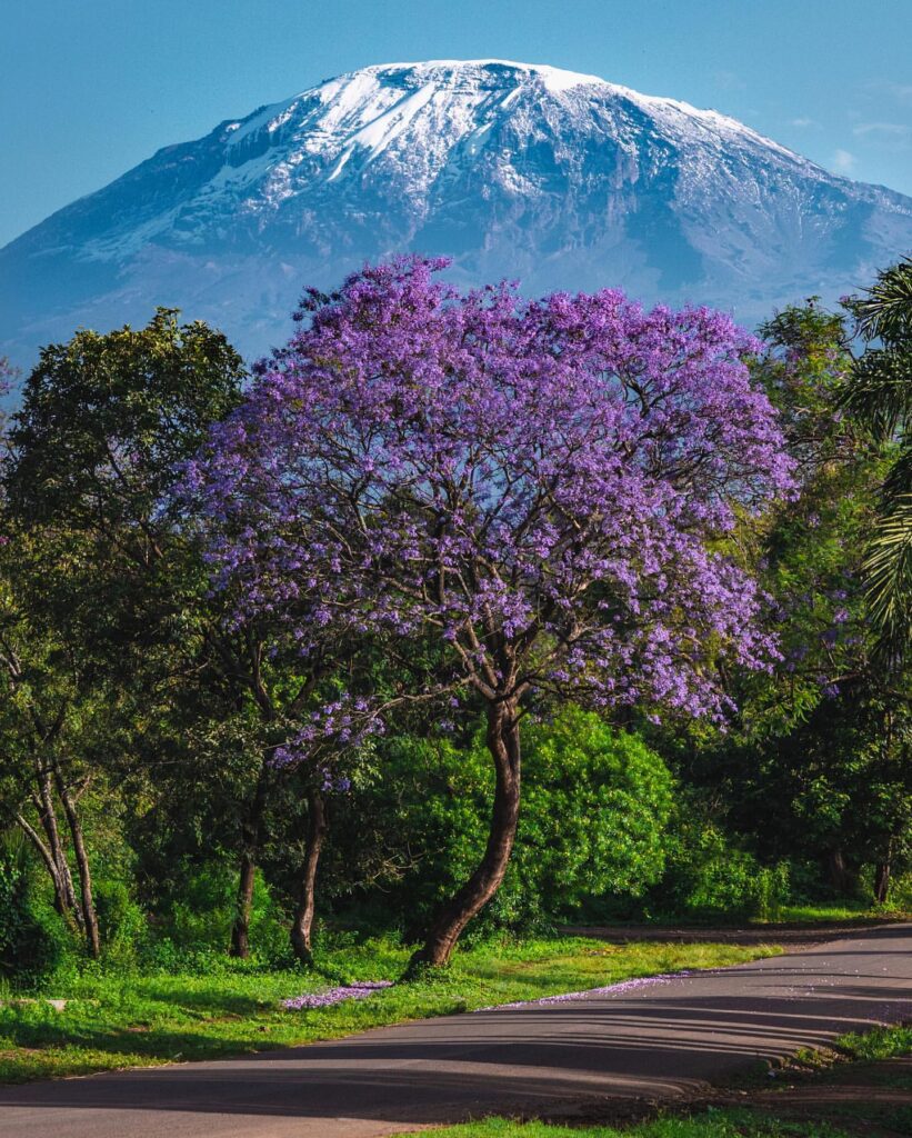 Mount Kilimanjaro Height: 10 Thrilling Adventures - EAST