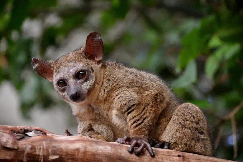 Bushbaby: 5 Incredible Reasons to Visit Africa - EAST