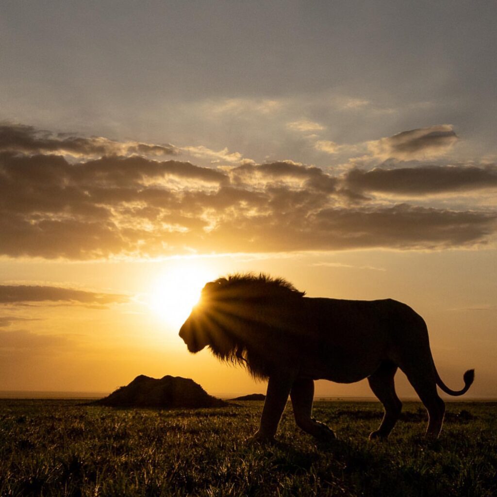 National Park Serengeti Tanzania