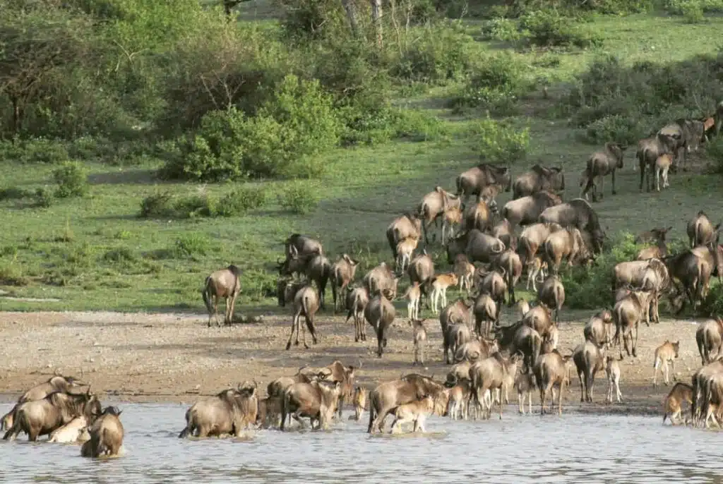 Serengeti National Park: 6 Unmissable Wonders - EAST