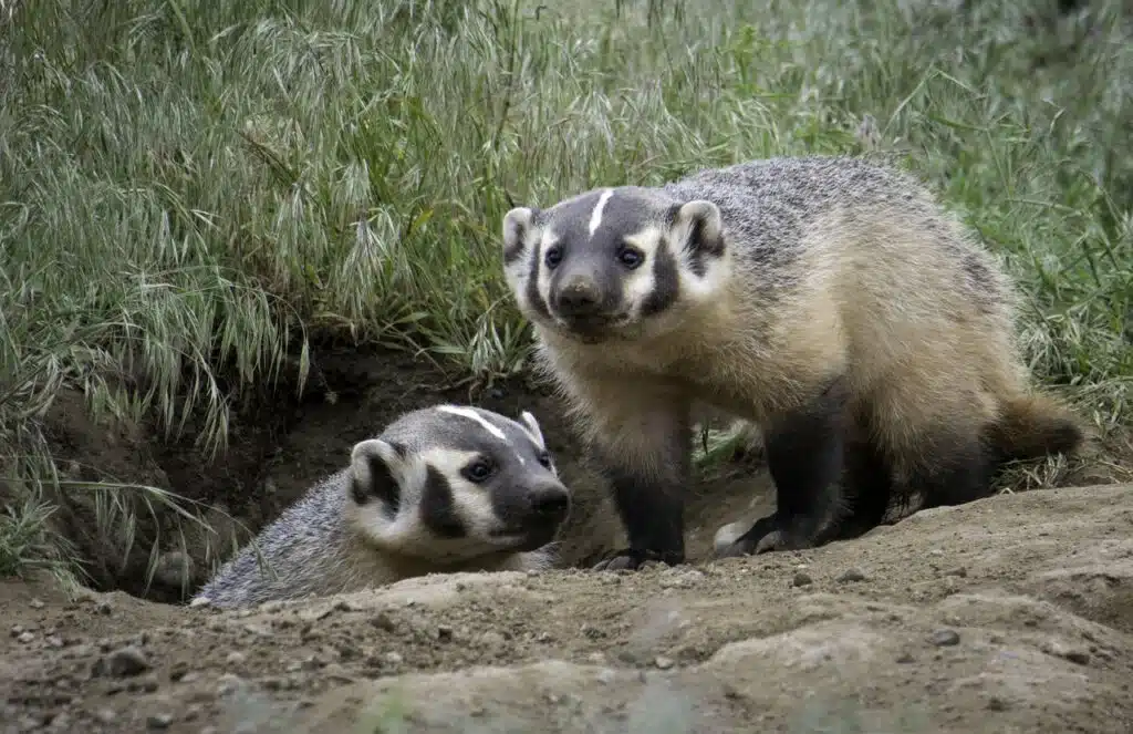 Fearless Honey Badgers: 5 Epic Wildlife Encounters - EAST