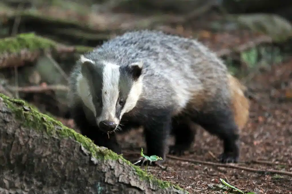 Fearless Honey Badgers: 5 Epic Wildlife Encounters - EAST