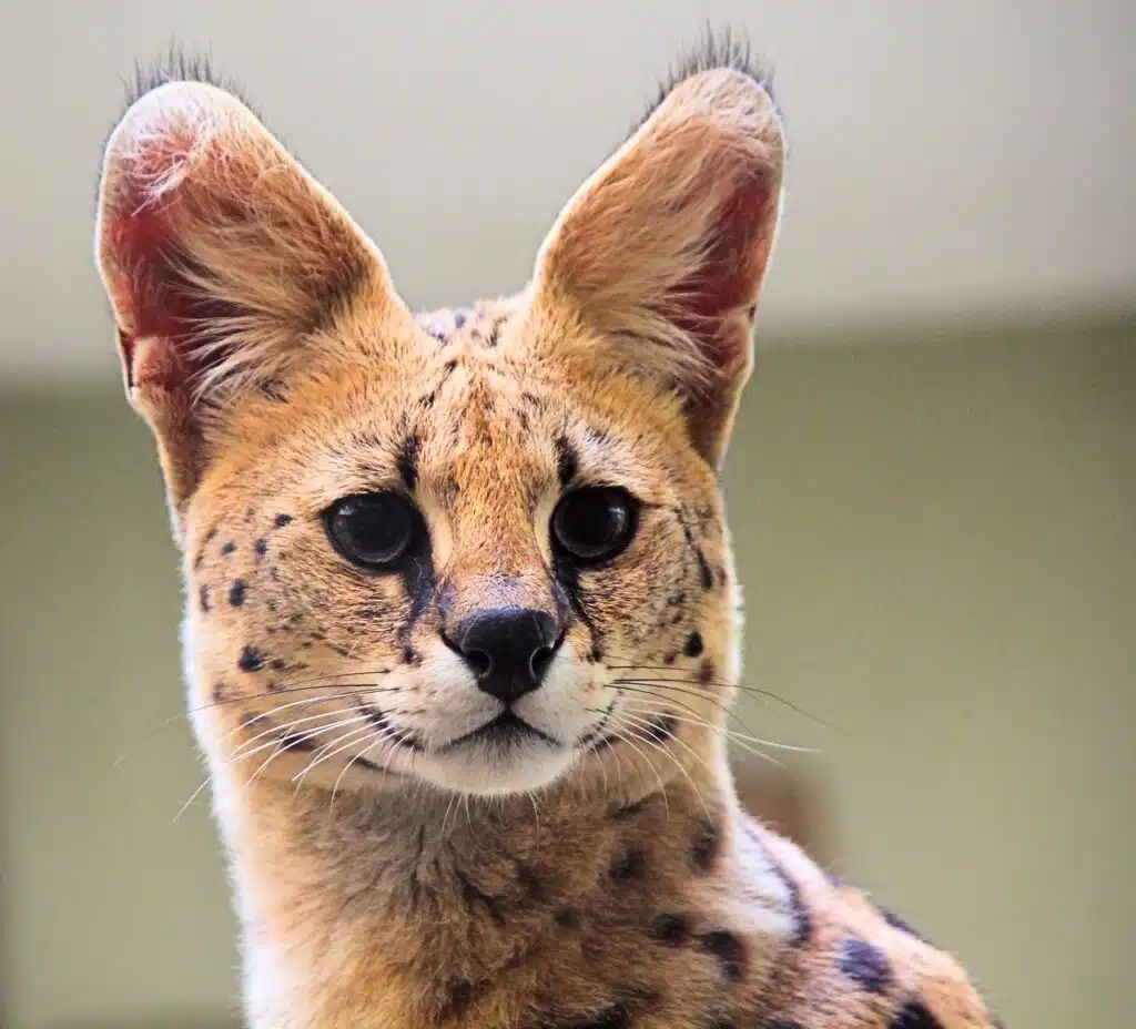 Servals: 5 Astonishing Facts You Must Know