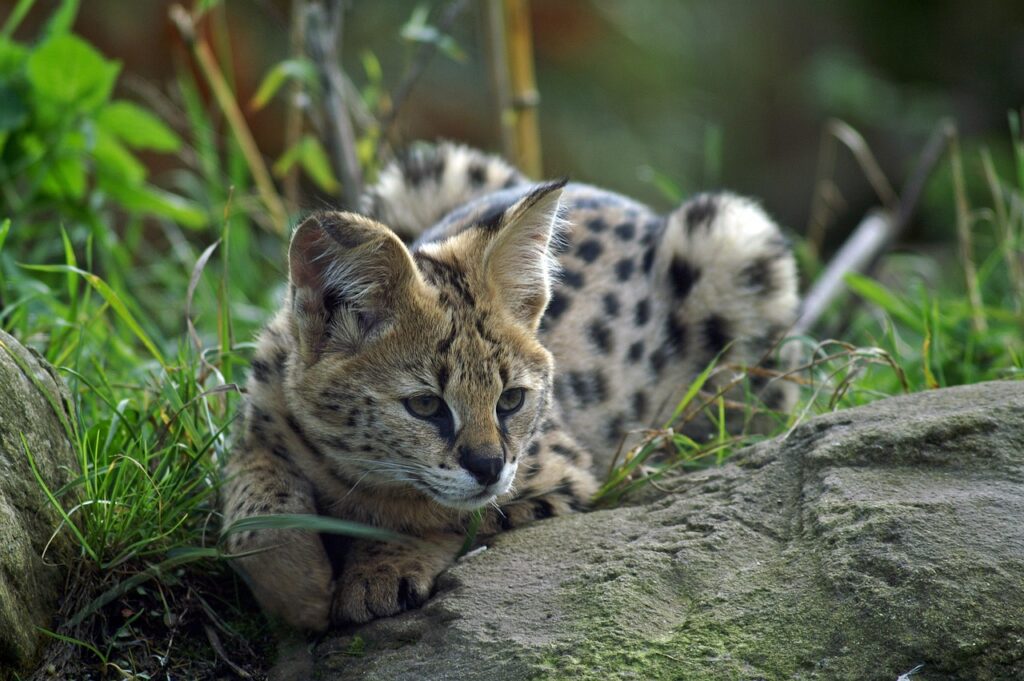 Serval Facts: 7 Fascinating Secrets Revealed