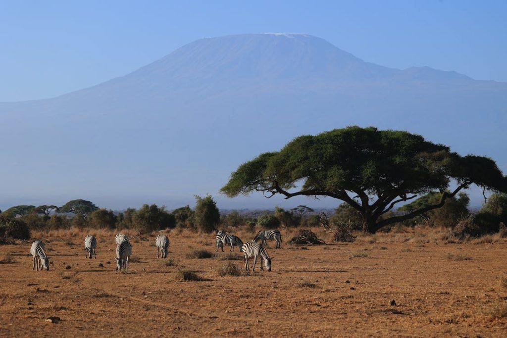 Mount Kilimanjaro: 7-Day Ultimate Trek Adventure - EAST