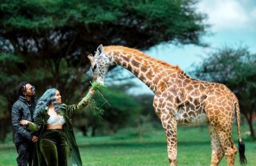 Serval Wildlife