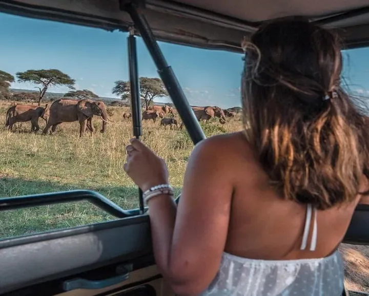 Safari A Africa
