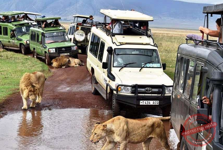 Home 4-Day Safari Tour