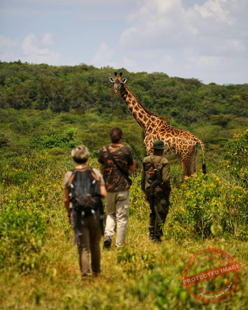 Arusha Safari Experience