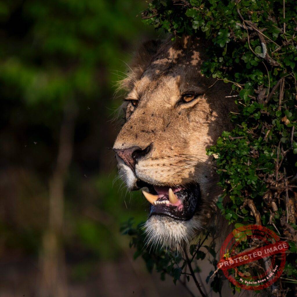6-Day Tanzania Safari