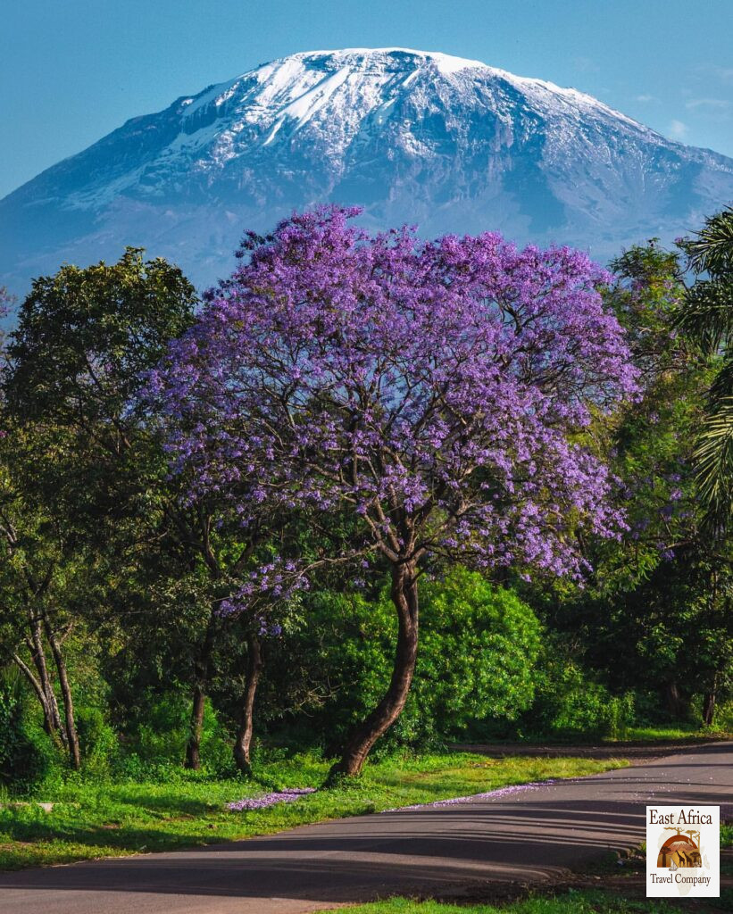 Climb Kilimanjaro Climb Kilimanjaro