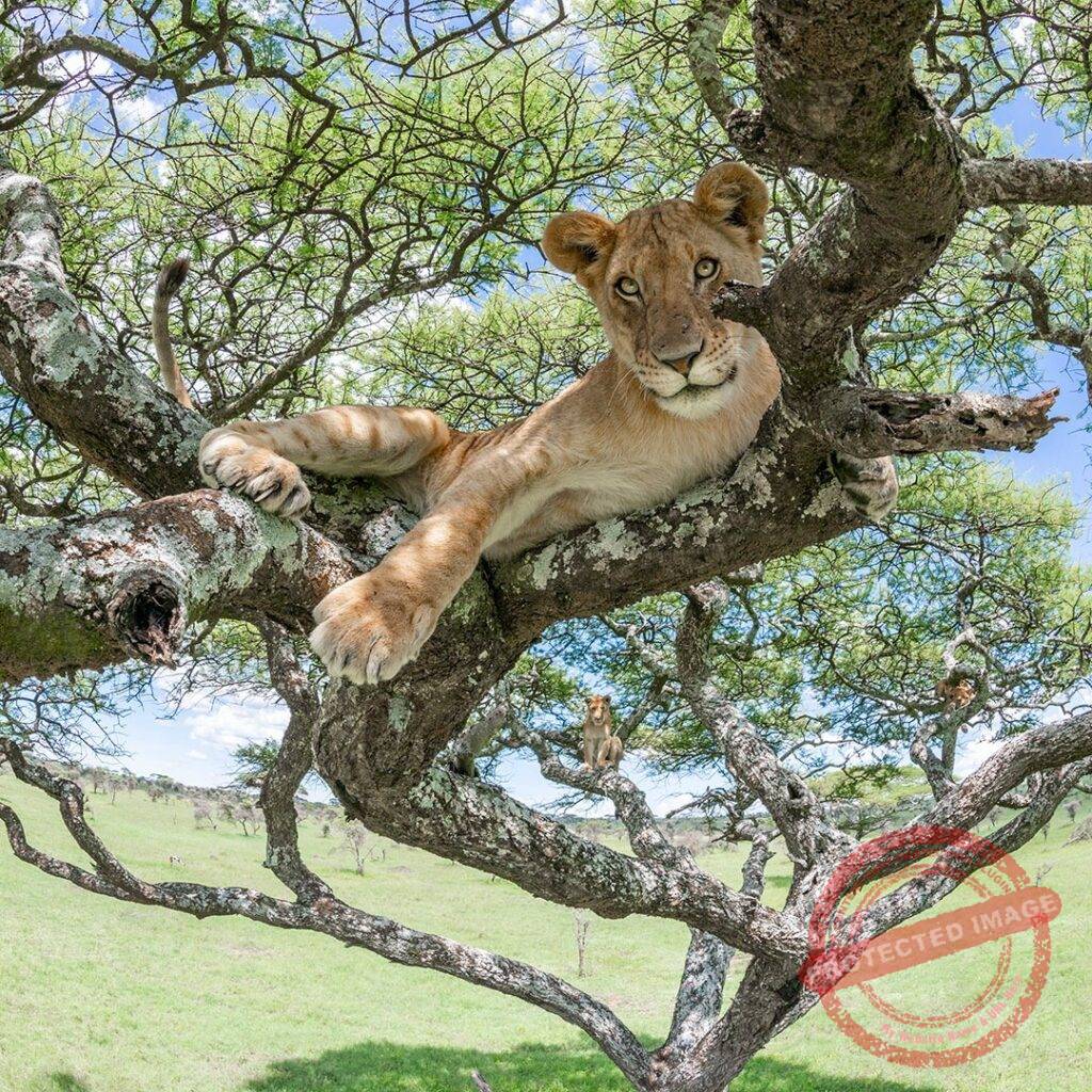 6-Day Tanzania Safari