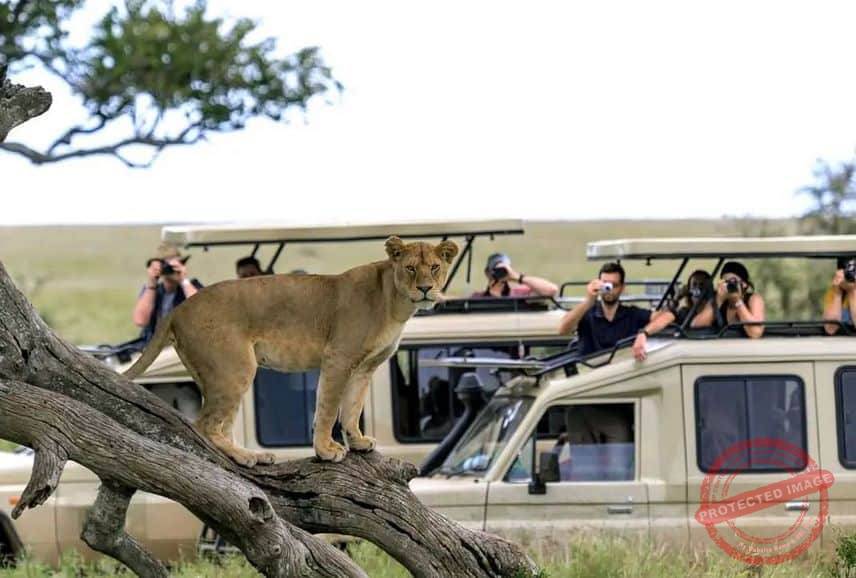 4-Day Safari Tour