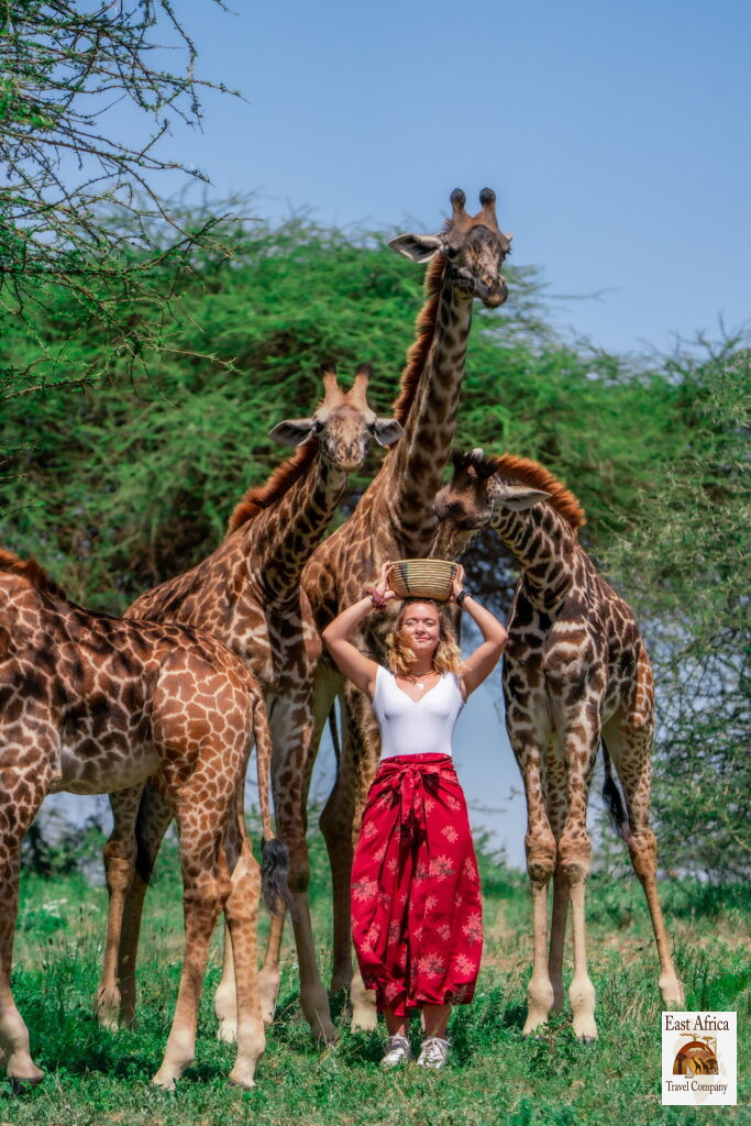 Serval Wildlife Day Trip A Serval Wildlife Day Trip Tour is a specialized, interactive excursion that lets you hand-feed and stand right next to habituated wild animals. The sanctuary is located in the Siha District along the lower slopes of Mt. Kilimanjaro.Because you get exactly 1 to 2 hours of direct animal interaction time per slot, a day trip package is the most popular way to experience this premium eco-resort without paying for its luxury overnight villas.