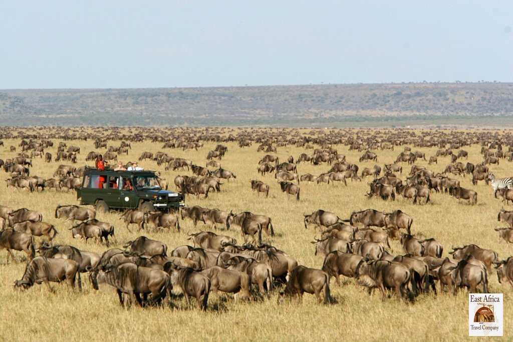 Serengeti Safari Serengeti Safari