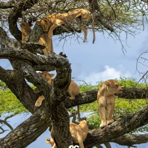 4 day tanzania safari my blog