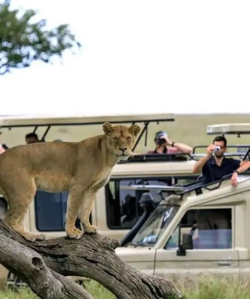 6 day tanzania big five safari my blog