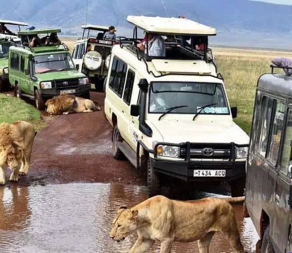 6-Day Tanzania Big Five Safari  - EAST