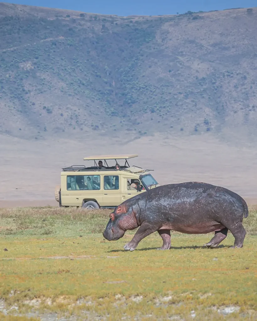 4 day tanzania safari | tarangire & ngorongoro crater my blog