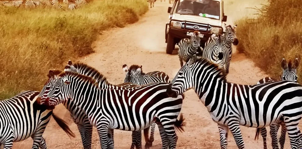 4-Day Tanzania Safari  - EAST