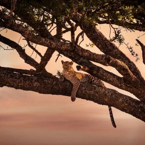 4 day tanzania safari | tarangire & ngorongoro crater my blog