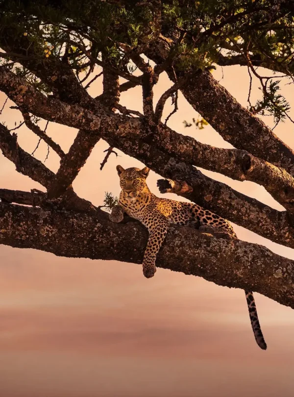 4 day tanzania safari | tarangire & ngorongoro crater my blog