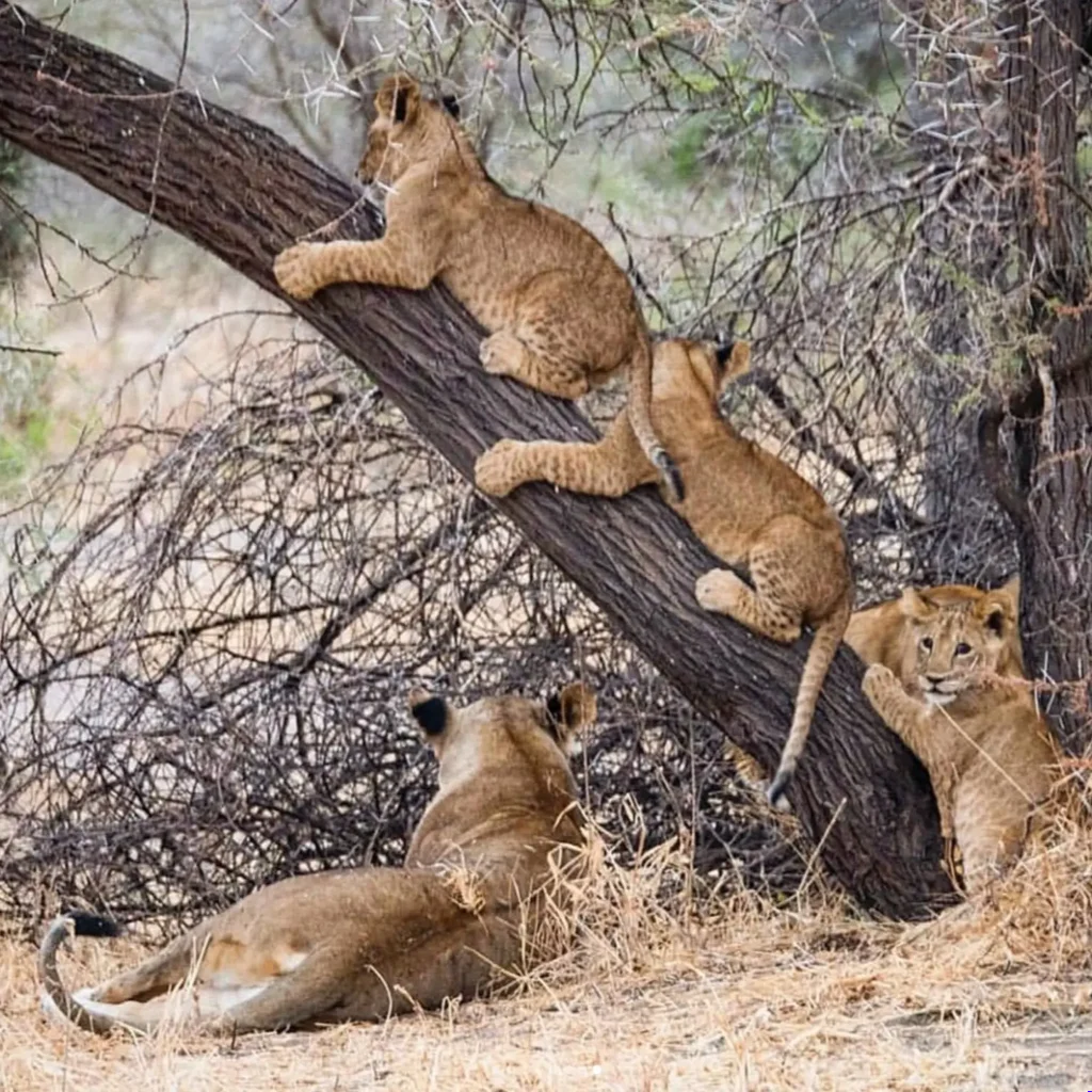 Mount Kilimanjaro Africa: 4 Best Safaris  - EAST
