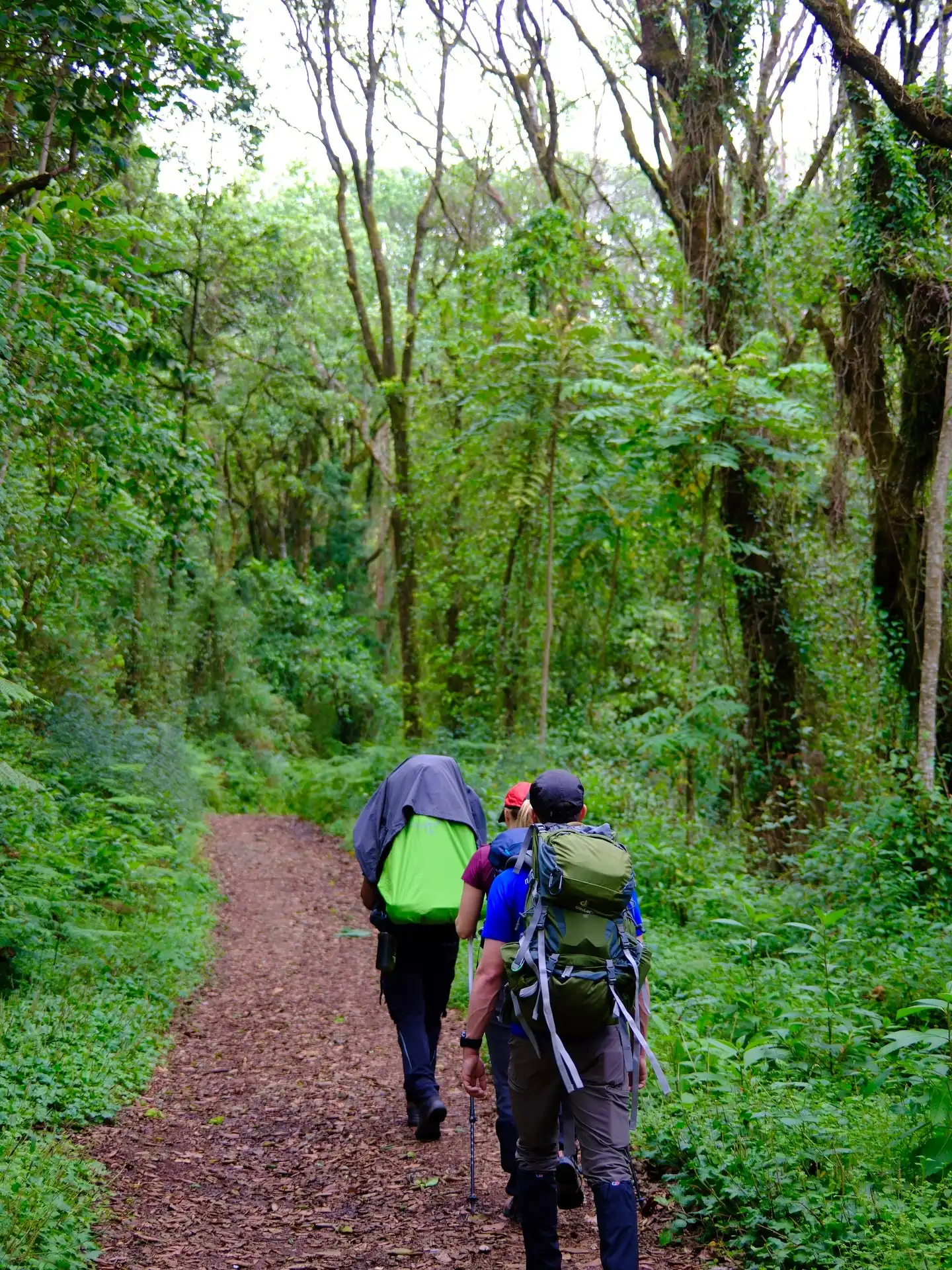 Kilimanjaro Day Hike: 1 Epic Adventure  - EAST