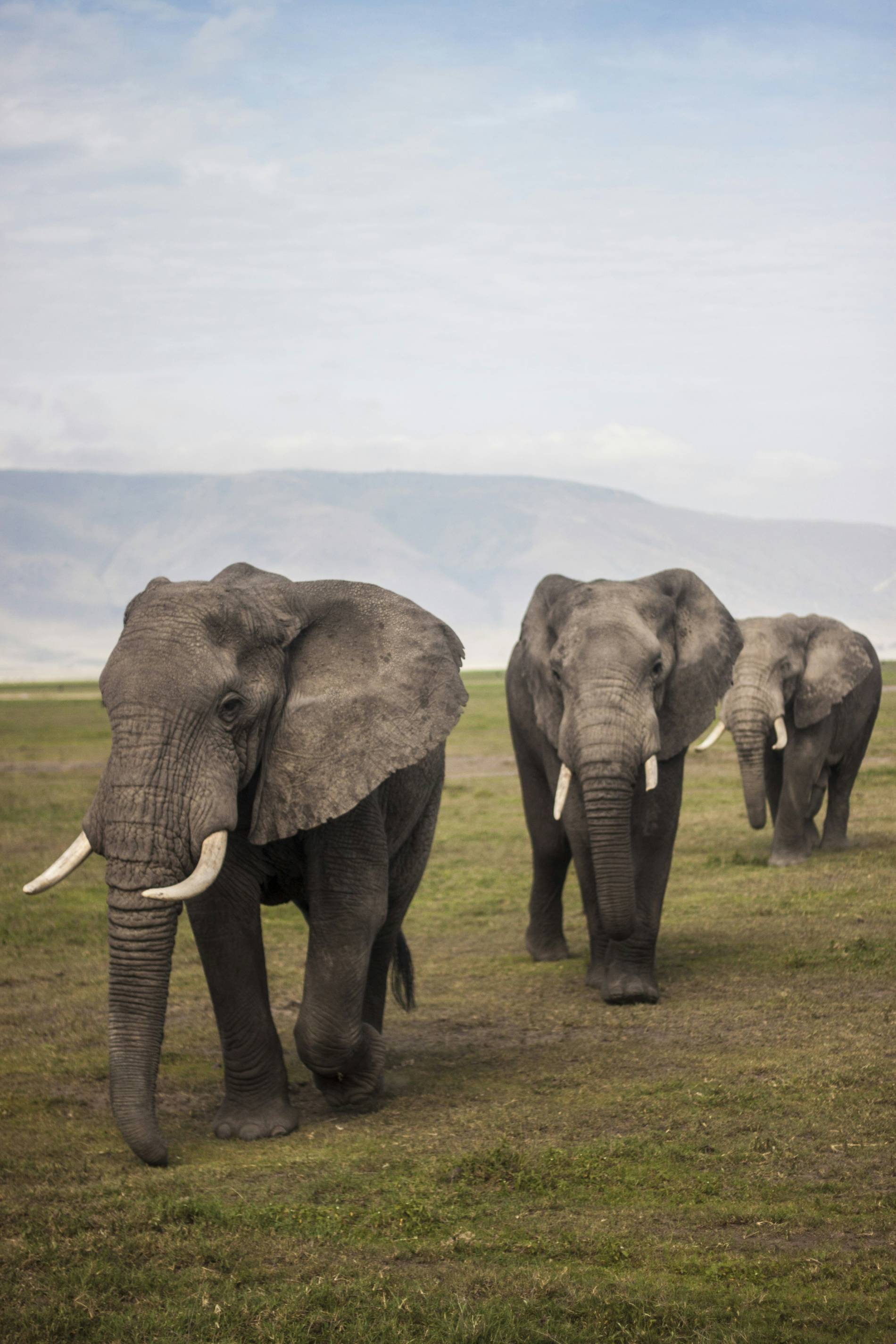 7-Day Tanzania Safari Adventure  - EAST