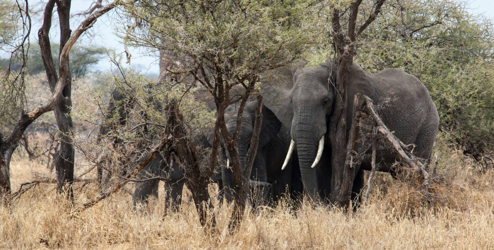 Tarangire Adventure - EAST Tarangire Adventure - EAST